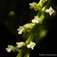 Schoenorchis nivea (Lindl.) Schltr.